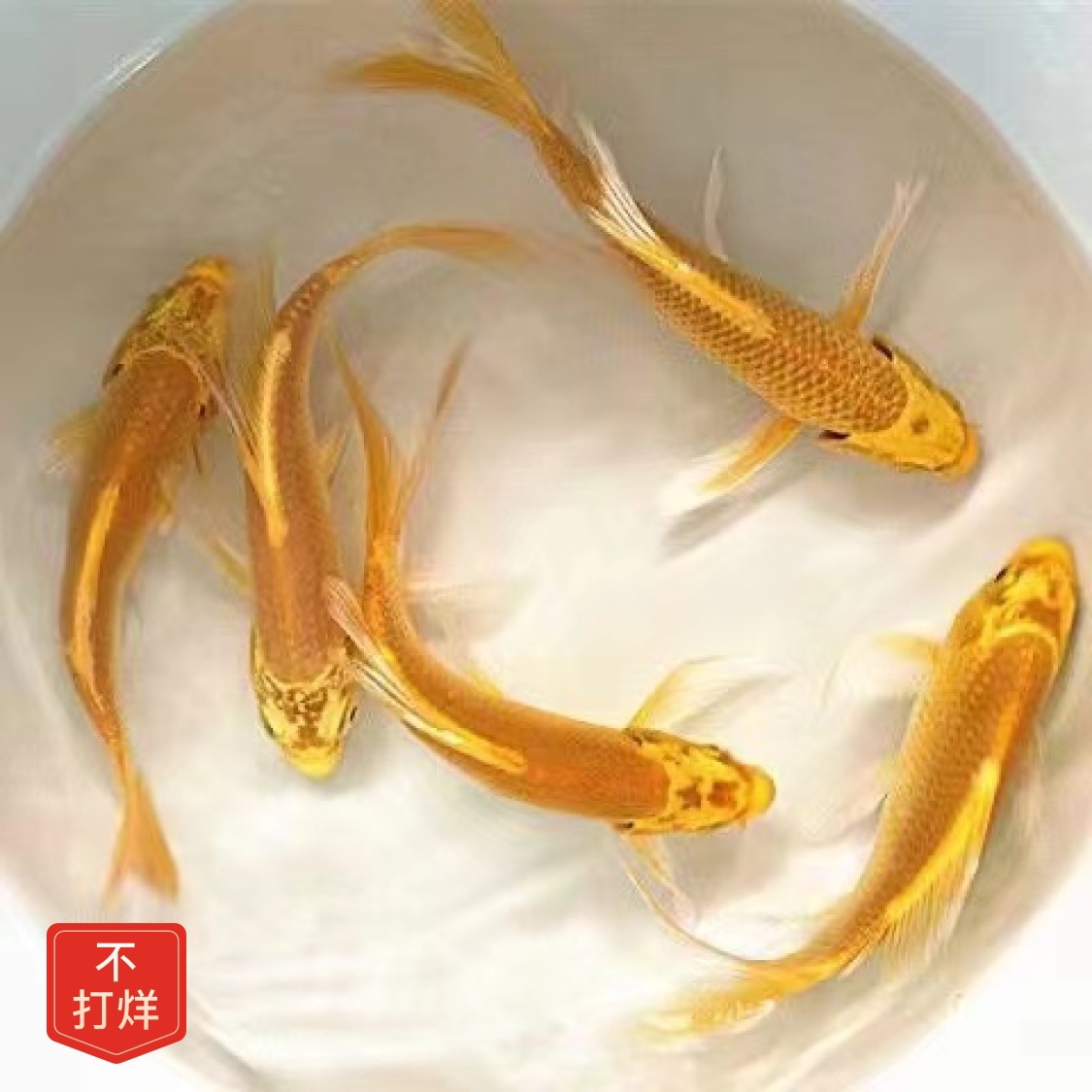 黄金锦鲤招财风水鱼龙凤锦鲤金鱼草金活鱼好养耐活