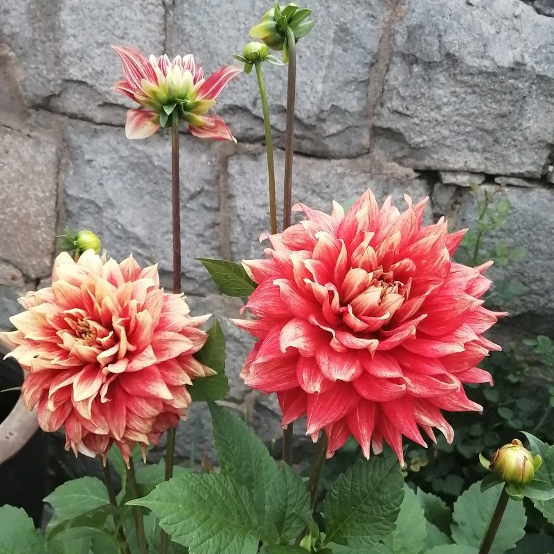 大丽菊花地瓜花大丽花室内庭院种植盆栽植物花卉阳台种植四季开花