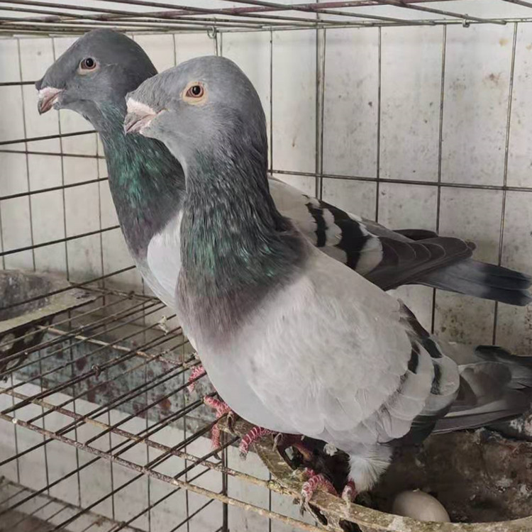 瓦色蛇头鸽白马头鸽养殖场瓦色马头鸽图片俄罗斯头型鸽养殖场