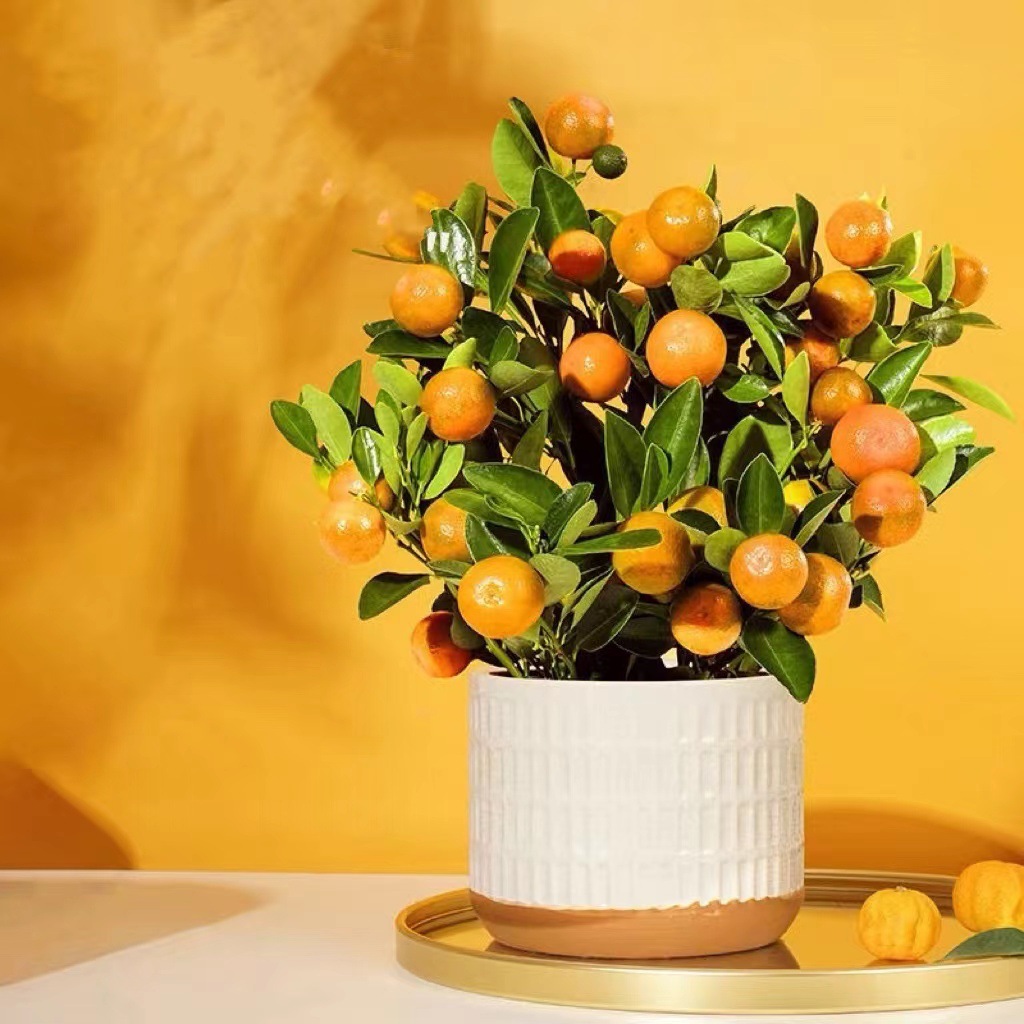 年桔盆栽带果年宵花四季桔橘子树大盆栽客厅植物室内花卉绿植金橘