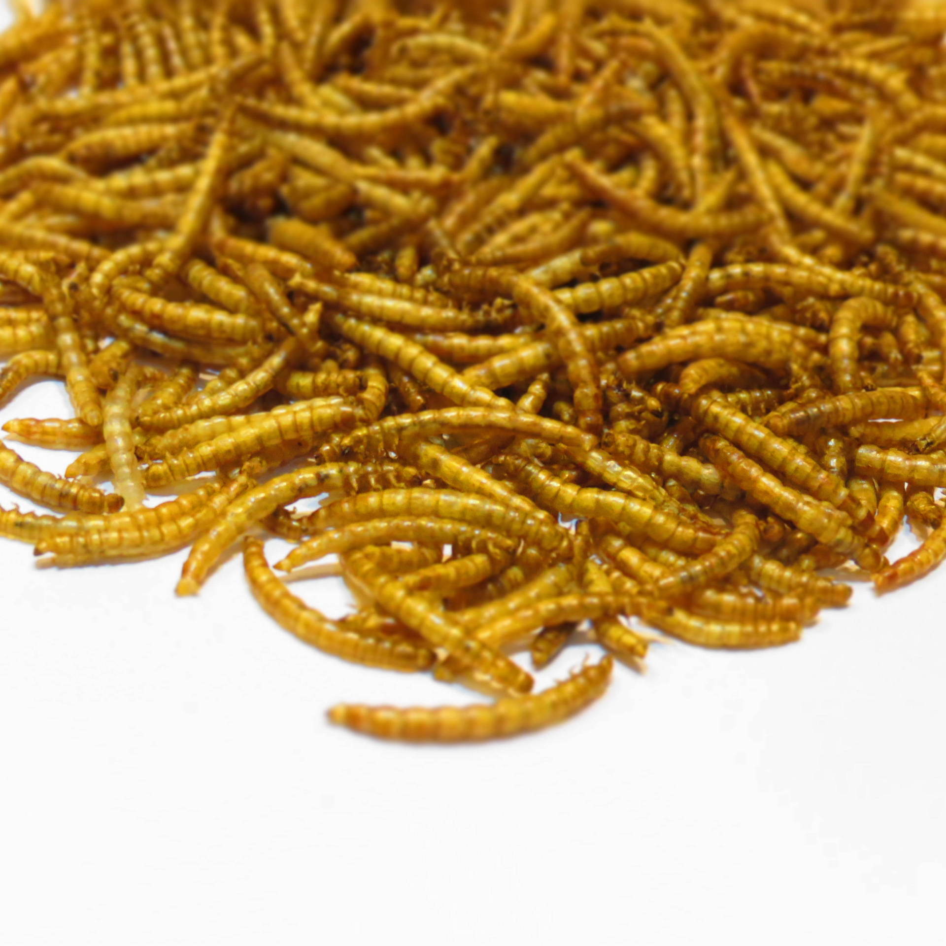 面包虫干仓鼠粮食刺猬食物小龟粮宠物饲料用品金丝熊主食黄粉虫干