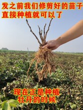 基地批发牡丹花苗正宗洛阳观赏大花重瓣绿植物盆栽吊兰庭院栽