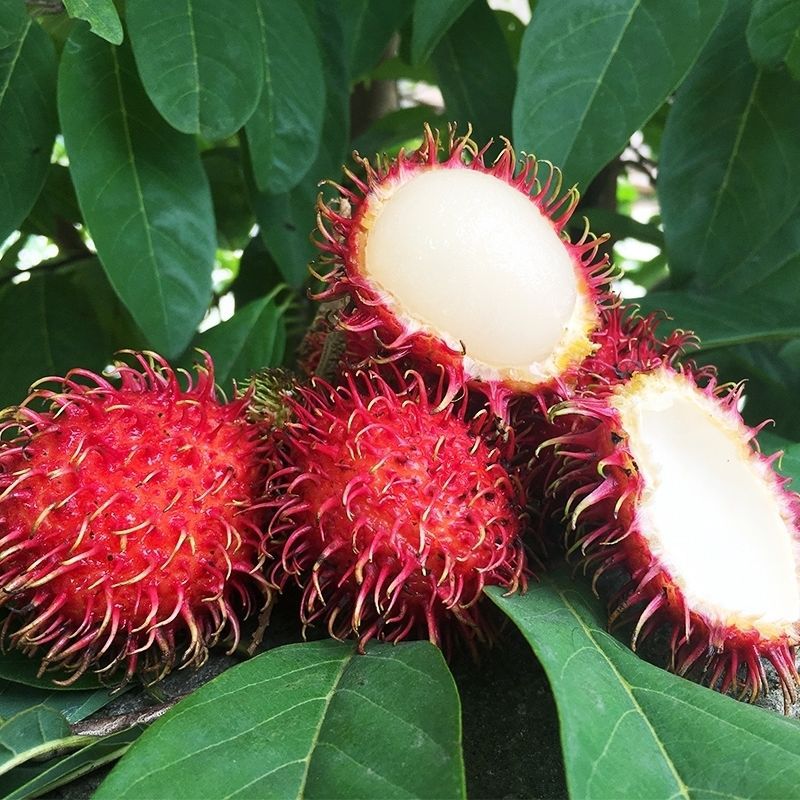 泰国红毛丹水果新鲜毛荔枝新鲜当季热带水果-阿里巴巴