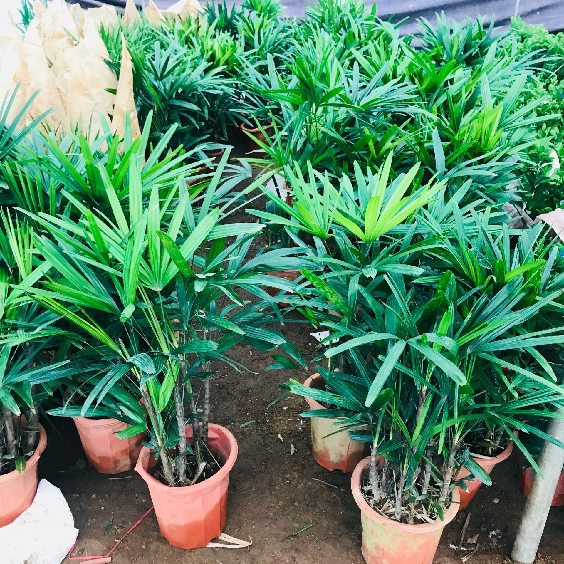 大棚销售室内盆栽 棕竹客厅办公室观叶绿植金山棕耐旱耐旱植物