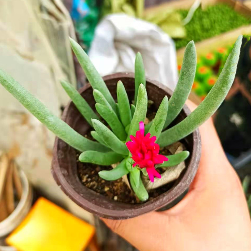 奔龙多肉植物肉肉盆栽花卉开花多肉老桩桌面室内净化空气组合美观