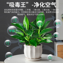 摆在客厅的植物真花空调上电视柜上放的绿植适合在家里养的花N