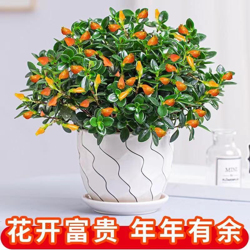 金鱼花吊兰植物花卉盆栽除某醛室内四季开花不断阳台办公桌面植物