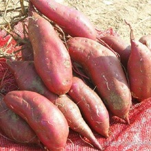 红薯现挖现发沙地蜜薯番薯地瓜2/5/10斤甜糯粉新鲜山芋非板栗番薯