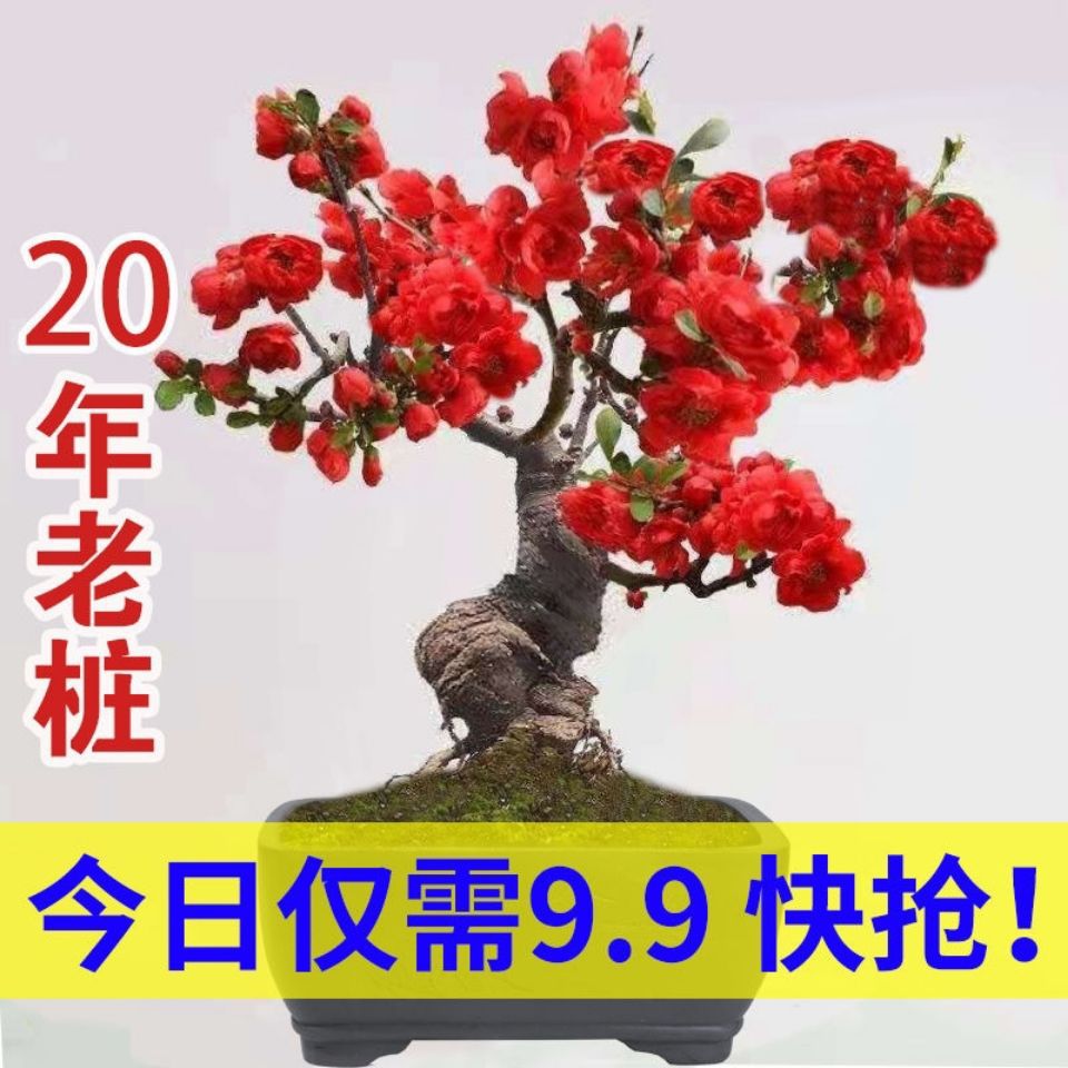 【20年老桩】海棠花盆栽盆景四季开花耐寒花卉大全养不死绿植开花
