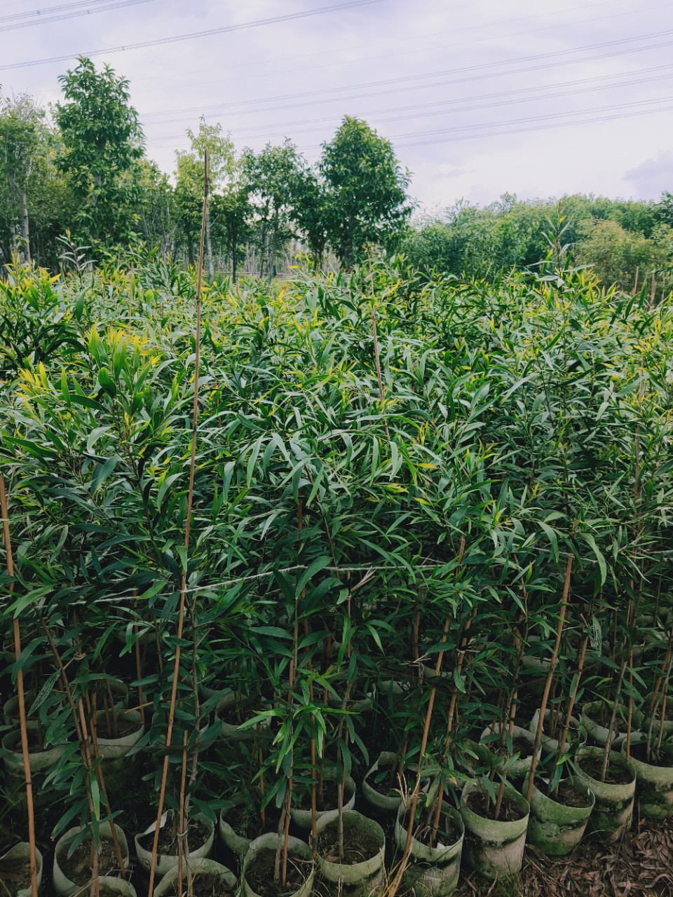 供应地被大叶相思相思苗 相思树苗量大价优-阿里巴巴