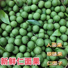 仁面果新鲜现摘仁面子银链果银莲仁稔银稔广东阳阳特产人面果丑果