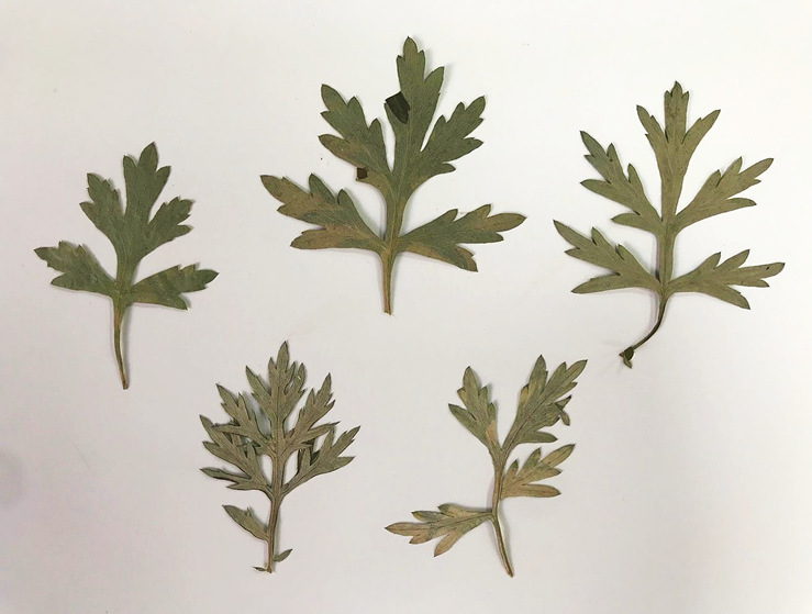 艾草叶 艾草花艾叶diy手工干花贴花画框装饰押花儿童教学标本压花