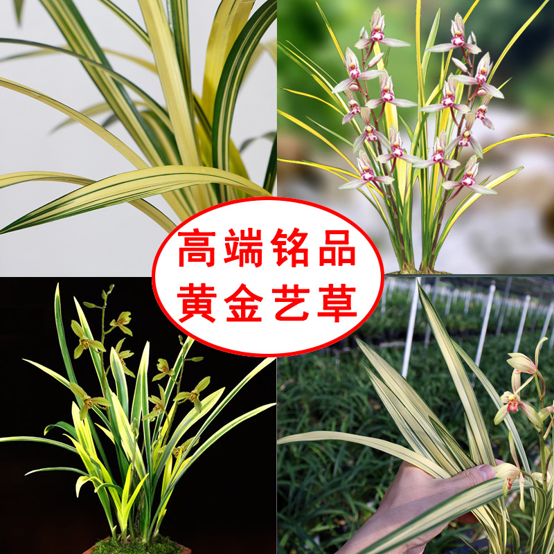 名贵兰花苗建兰中透线鹤艺铭品锦旗金边兰草高端室内办公绿植盆栽