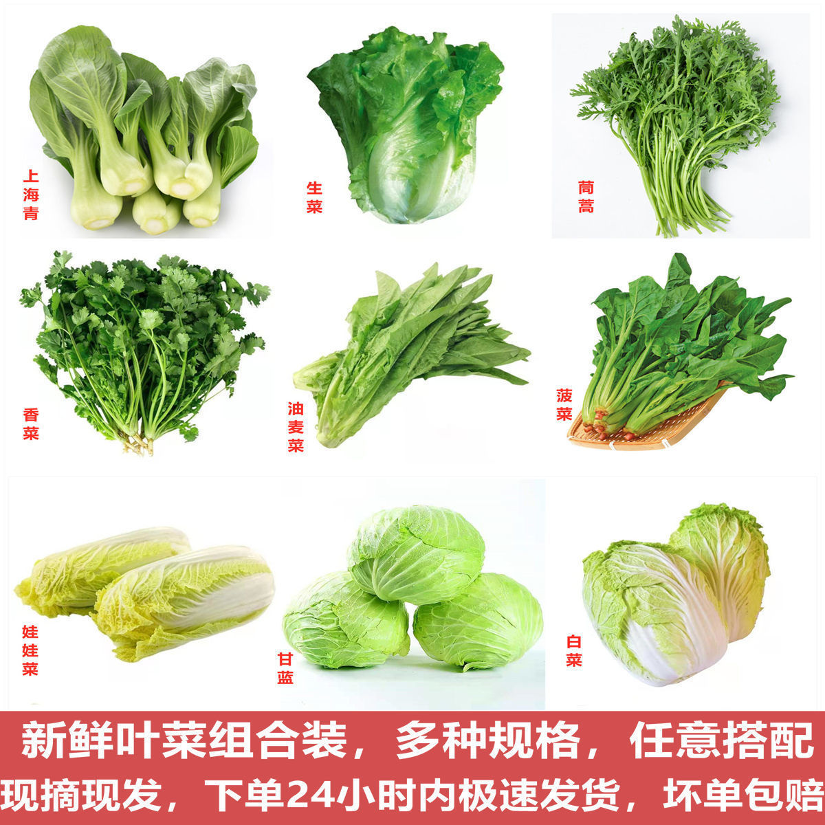 新鲜生菜菠菜油麦茼蒿上海青香菜娃娃菜甘蓝鲜嫩叶菜沙拉蔬菜包邮