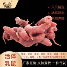 红皮乳鼠新鲜冰冻小白鼠喂蛇冻鼠喂猫宠物蛇食物角蛙蛙粮