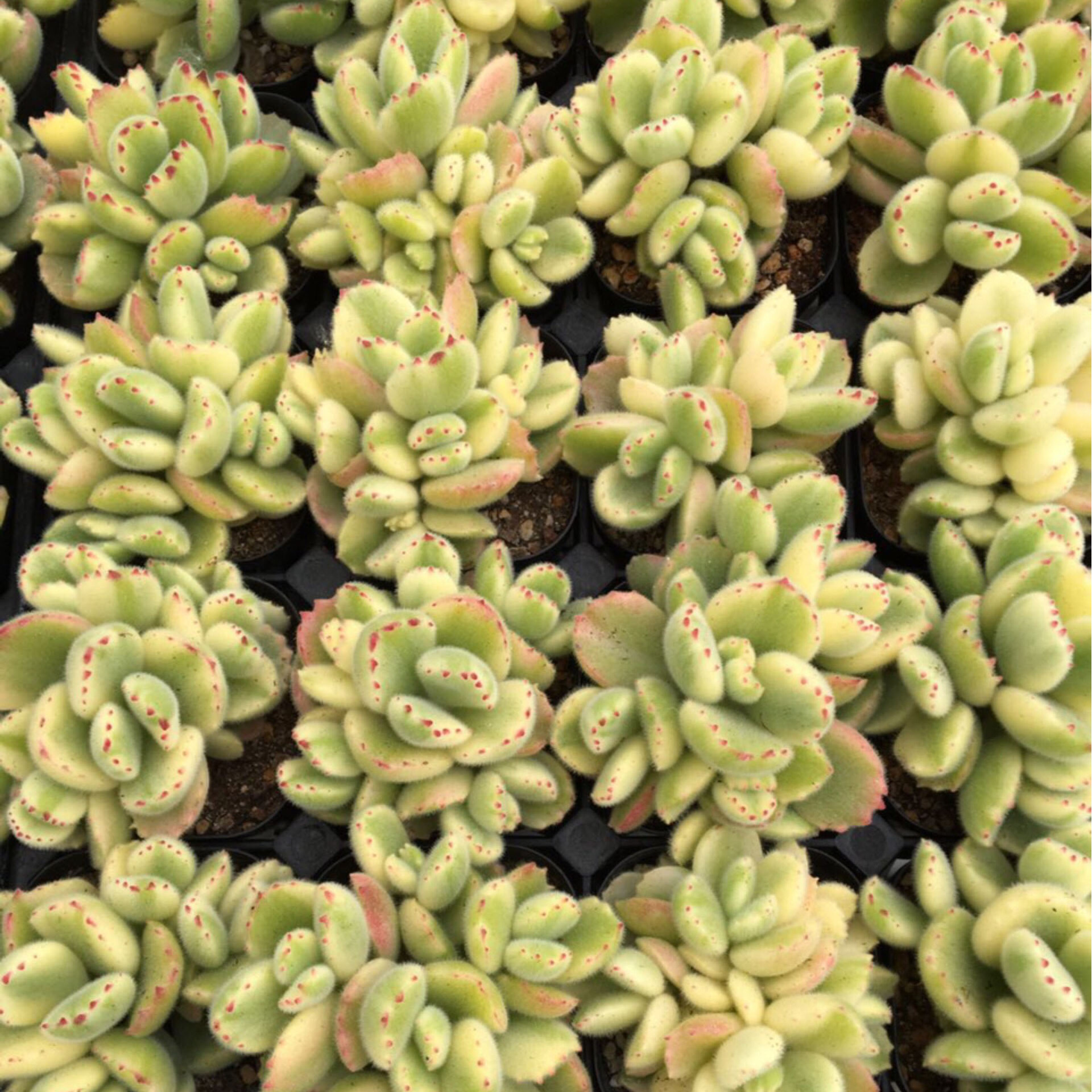 多肉植物组合盆白熊白锦栽熊童子桃蛋绿植花卉室内防辐射多肉公室