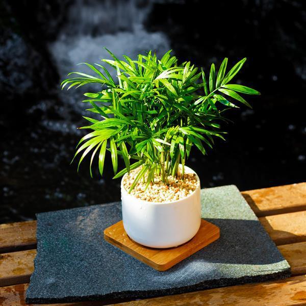 ins风袖珍椰子小盆栽办公室内客厅绿春季北欧易养活包邮批发