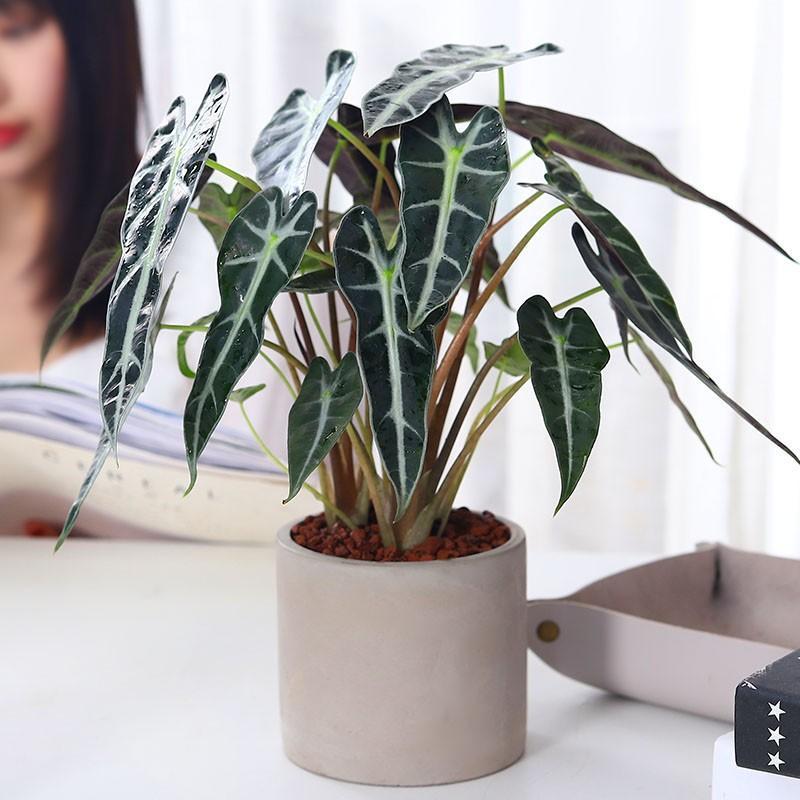 黑叶芋小仙女观音莲绿植盆栽室内客厅办公室耐阴好养阔叶竹芋植物