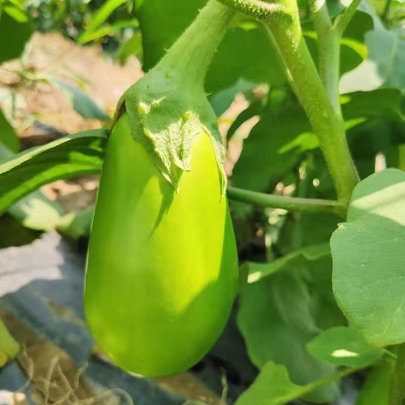 绿茄子新鲜青茄子5斤包邮 河南特产圆茄子蔬菜农家自种青茄子3斤