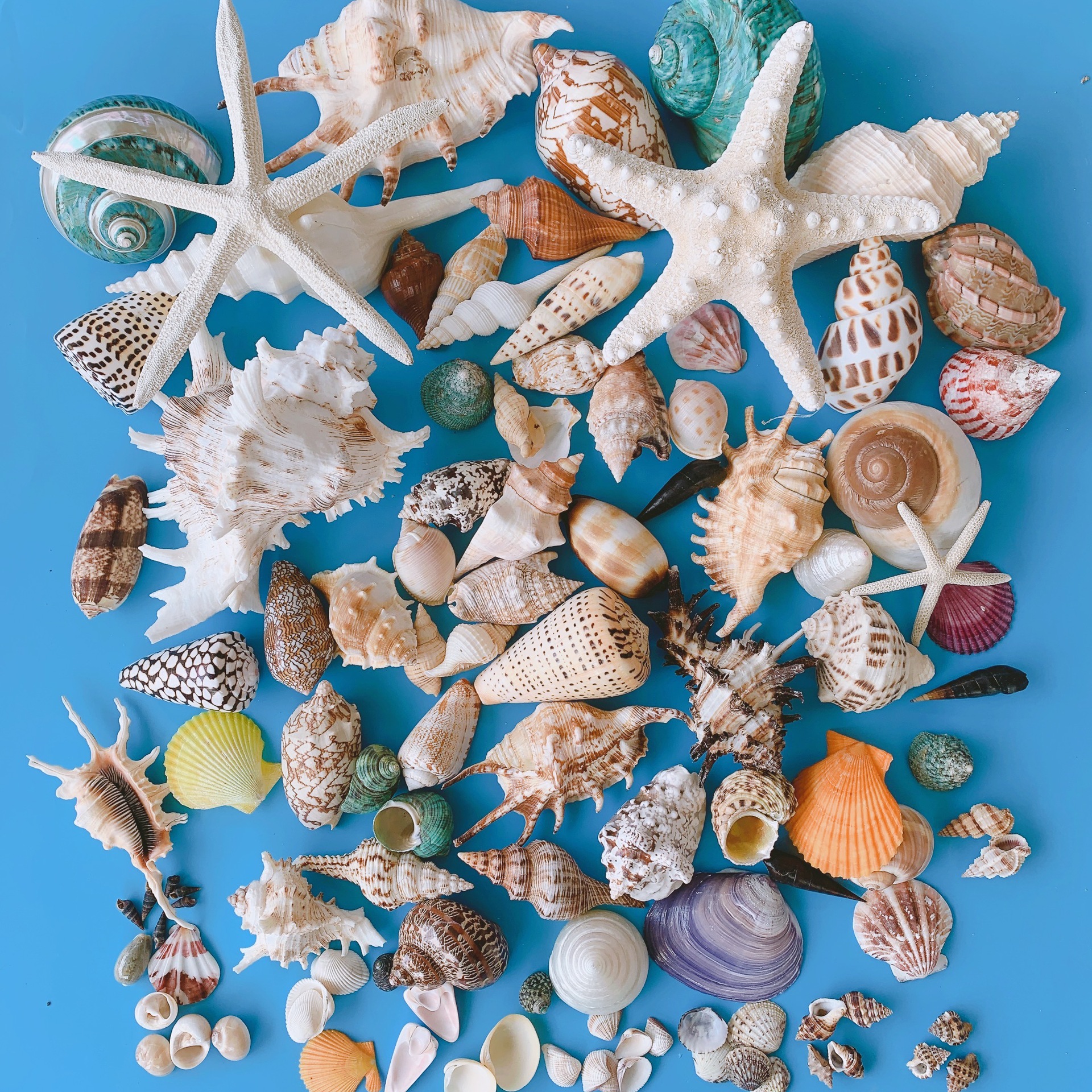 天然海螺贝壳 工艺品 按斤 水族 鱼缸 摄影 学生 儿童 教学 挖矿