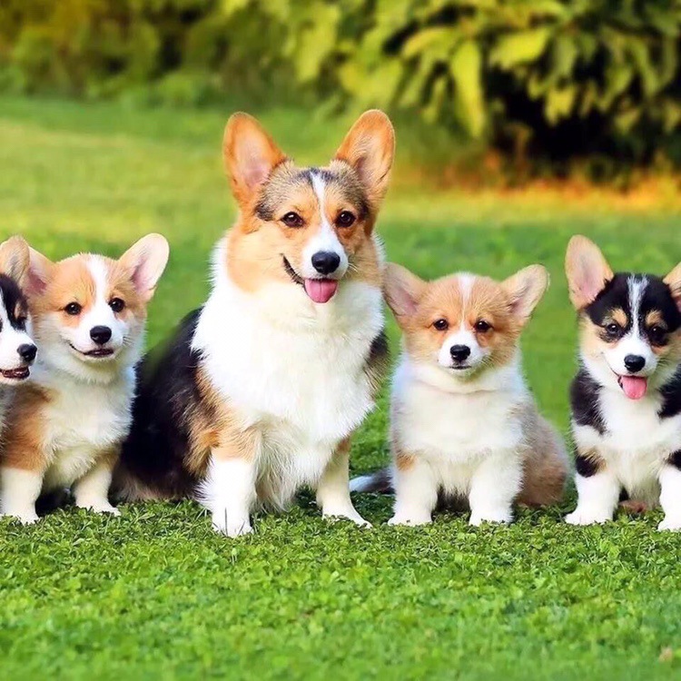 纯种柯基幼犬柯基活体小型柯基幼崽活物两色柯基三色柯基-阿里巴巴