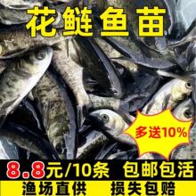 花鲢鱼苗大头鱼苗超大鲢鳙超头鱼苗胖头鱼淡水养殖鳙鱼苗食用