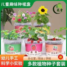 蔬果盆栽懒人向日葵罐头套装易活自礼植物观察亲子桌面种创意迷你