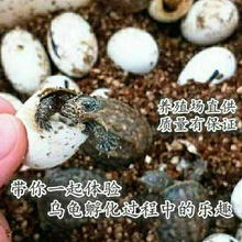 乌龟蛋可孵化草龟墨龟佛鳄龟受精厂家直销独立站一件代发厂家批发