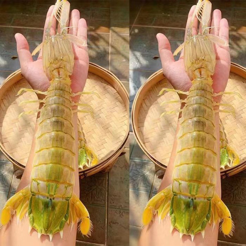 皮皮虾特大巨型虾手臂大虾鲜活熟冻濑尿虾虾姑爬虾子富贵虾独立站
