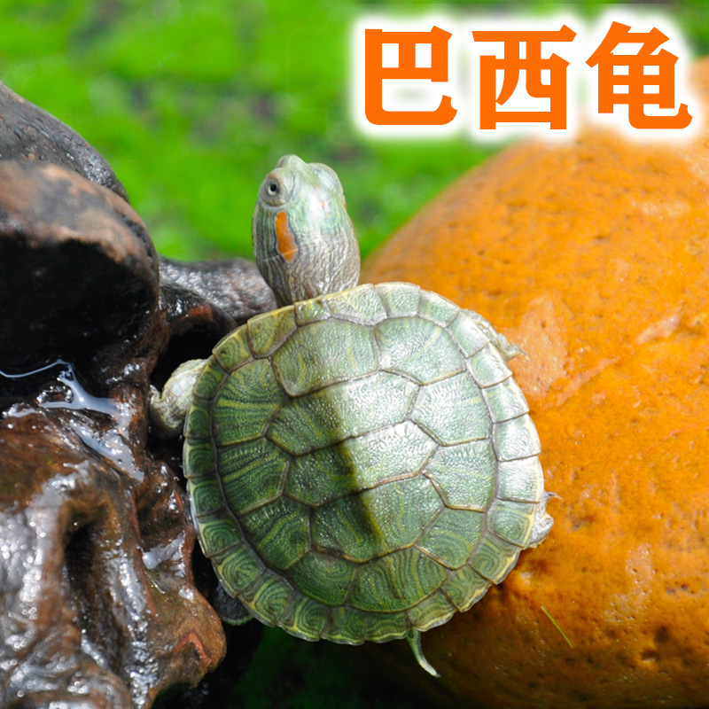 巴西龟活物小乌龟活体小宠长寿龟好养龟水龟宠物情侣龟中华草龟