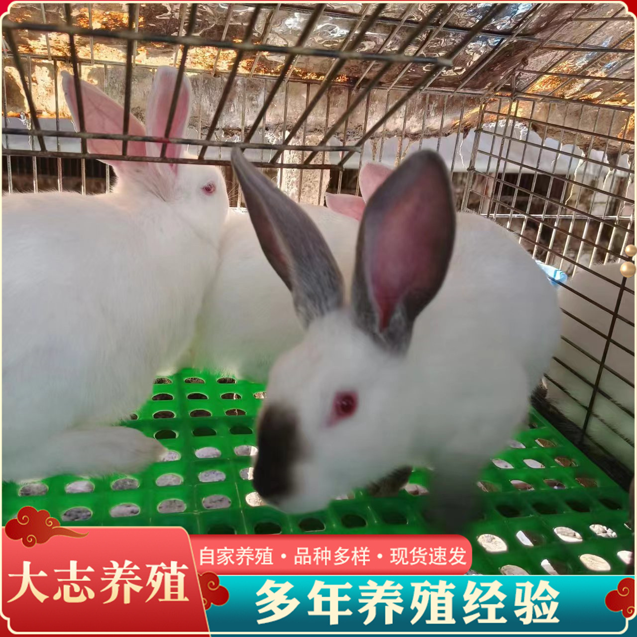 纯种伊拉兔种兔活体兔子巨型肉兔伊拉兔苗 产值高价格低-阿里巴巴