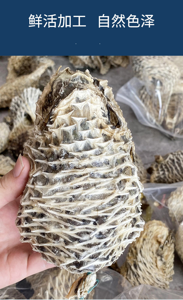 刺龟皮海刺猬皮海胆皮鸡泡鱼皮刺鱼皮一件代发