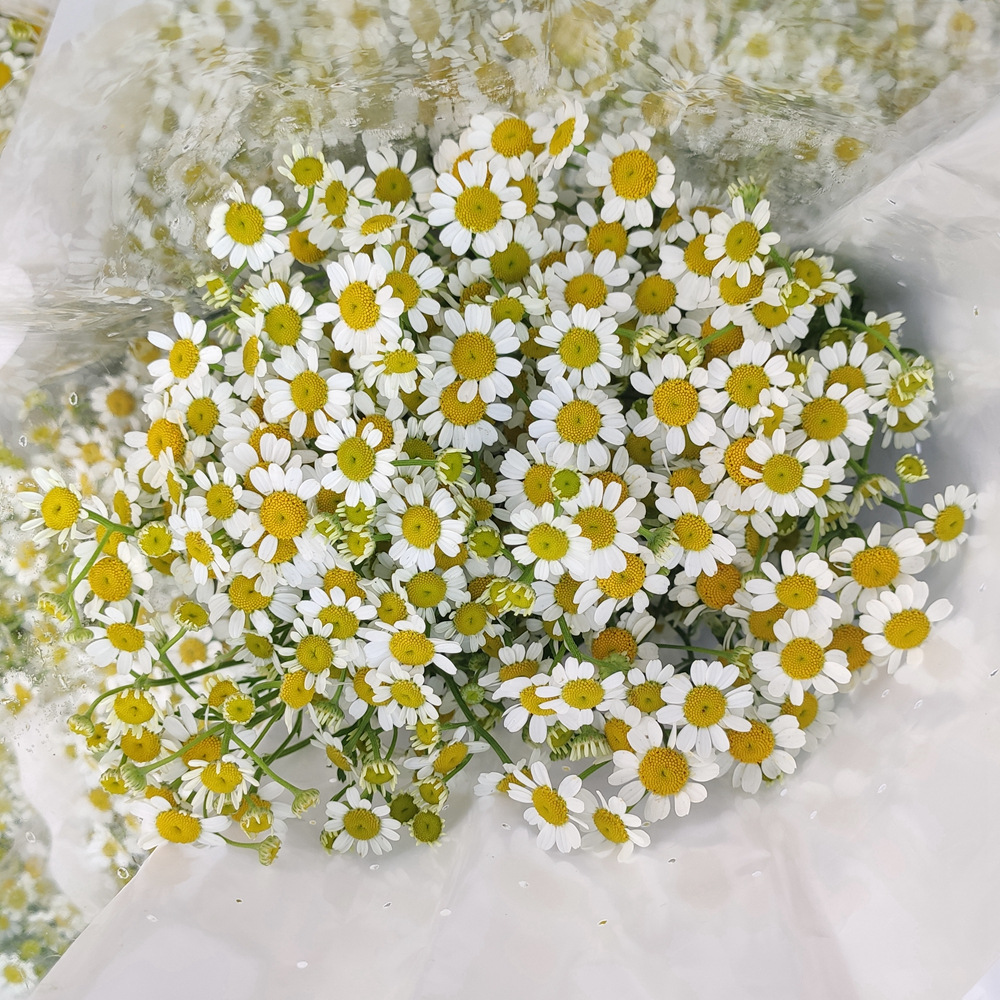 【洋甘菊】 花期长 云南昆明鲜切花批发洋重瓣洋甘菊夜市卖鲜花