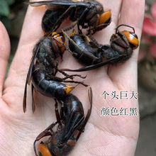 虎头蜂金环大马蜂胡蜂葫芦蜂黄蜂赛云南黑蜂活蜂现泡500g蜂蛹泡酒