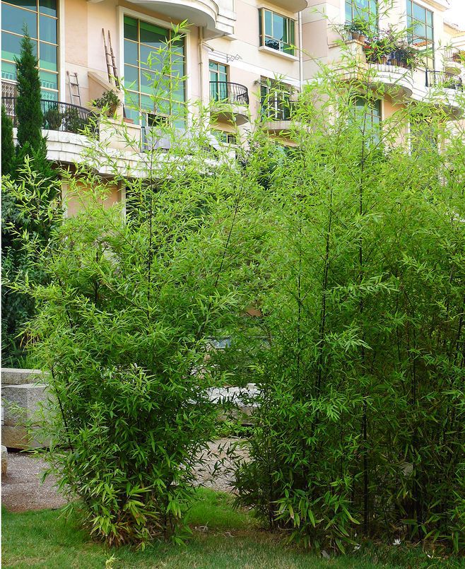 绿化苗竹子苗 紫竹 青竹庭院小竹苗北方耐寒树苗四季常青植物绿化