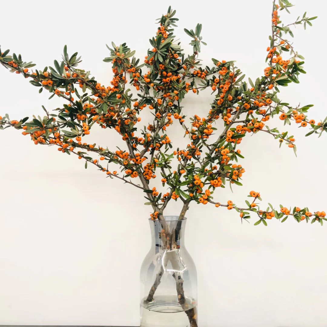 国产冬青火棘果鲜切花水养年宵喜庆室内插花云南昆明包邮直发