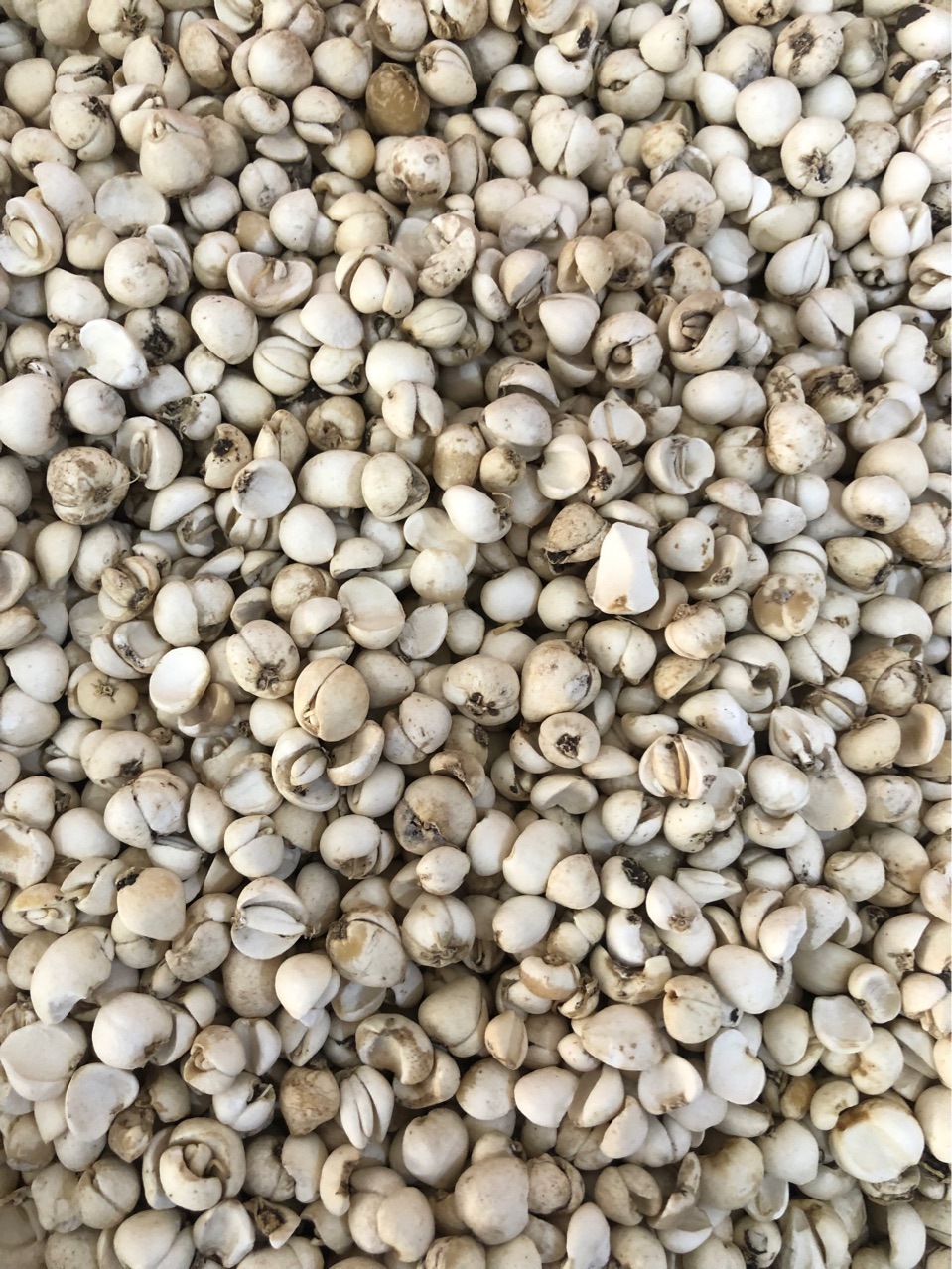 批发中药材川贝母 贝母 平贝 松贝 浙贝母 各种贝母 代嚰粉