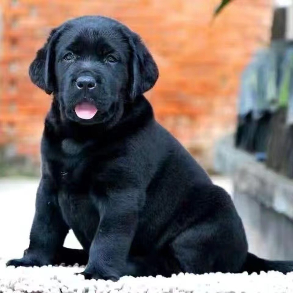 纯种拉布拉多幼犬活体 奶白色米黄色黑色拉布拉多犬 家养宠物狗狗