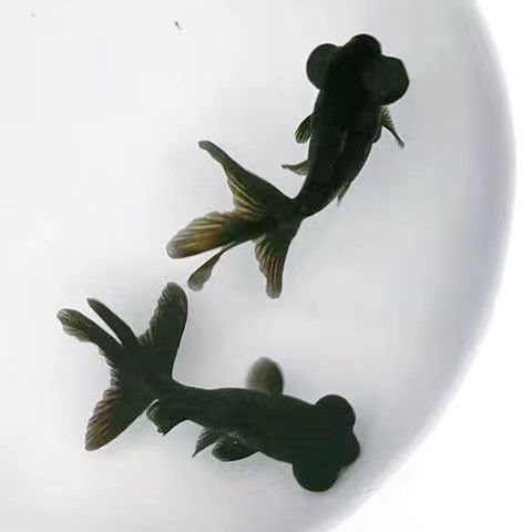 大眼黑龙睛红龙睛冷水鱼狮子头黑色小金鱼黑金活体鱼好养耐活