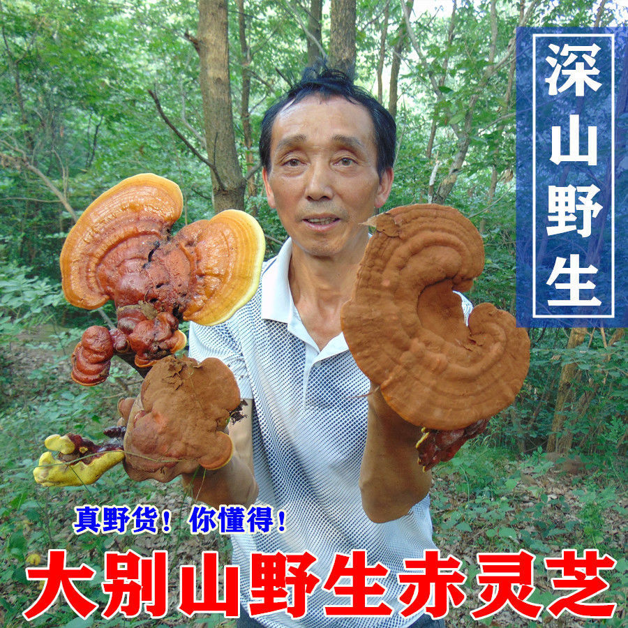 野生灵芝新货大别山野生赤灵芝林芝霍山野生灵芝赤芝农家自采包邮