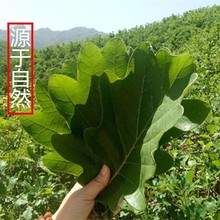 槲叶 新鲜粽叶粽子叶 高山野生槲叶菠萝叶 玻璃叶 柞树叶现采现卖