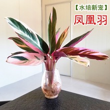 【推荐】孔雀羽水培植物室内绿植花卉好养水养花盆栽竹芋客厅花