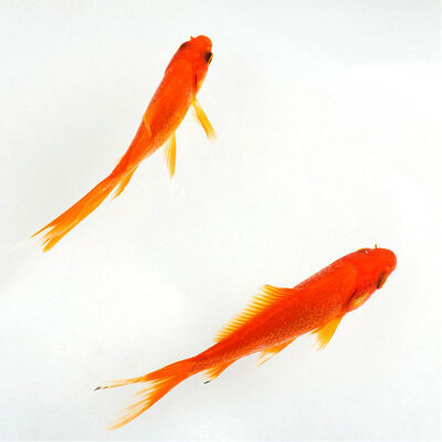 小精灵鱼小-小精灵鱼小厂家,品牌,图片,热帖-阿里巴巴