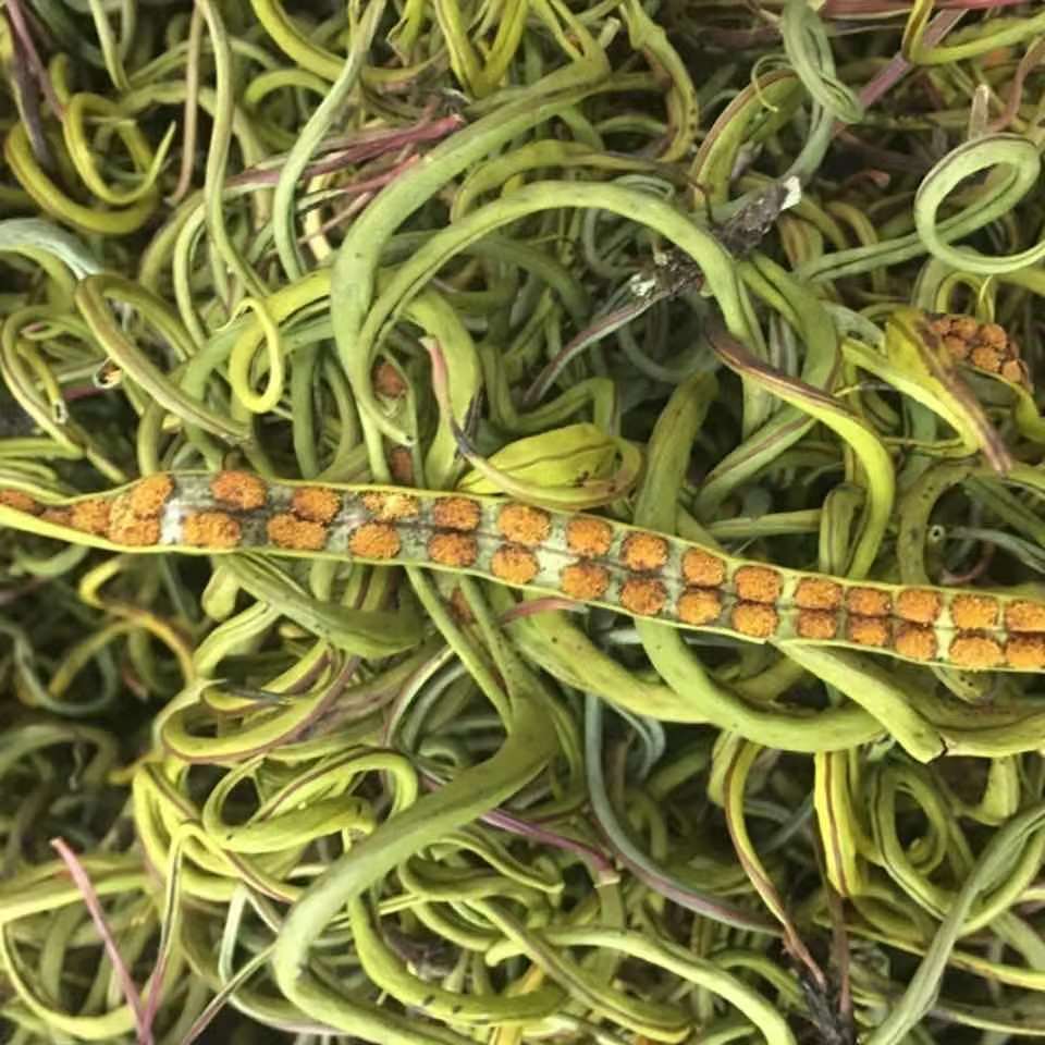 云南野生化石草小叶正品长白山正宗肾精茶生鲜中药材泡茶养生包邮