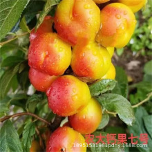 钙果树苗农大钙果苗中华钙果树苗欧李树苗盆栽果苗南北方种植树苗