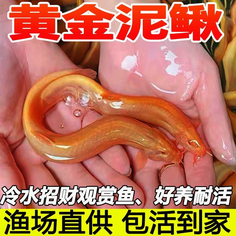 黄金泥鳅苗活体好养清道夫工具鱼淡水小金龙鱼缸冷水观赏鱼黄金鳅