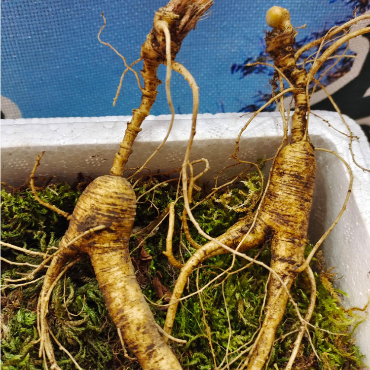 林下参16年林下籽参林下鲜人参长白山人参  批发安斤量大价优可谈