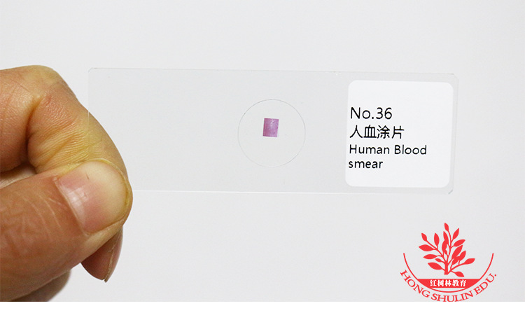 蚕豆叶下表皮装片学生显微镜下观察中考生物实验教材同步观察玻片