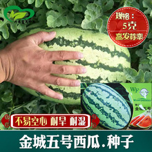 五号西瓜种子 农田菜园耐重茬椭圆大果早熟甜冠懒汉5号西瓜种籽