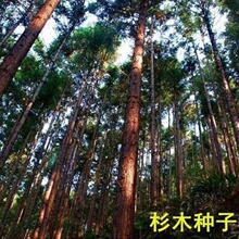 批发林木种子杉木种子刺杉种子沙树杉树水杉柳杉冷杉落羽杉油杉种